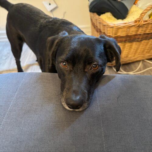 Nina -  6 Anni (Nata A Ottobre 2019)  Razza: Simil Labrador  Taglia: Medio Piccola  Carattere: Affettuosa E Dolce